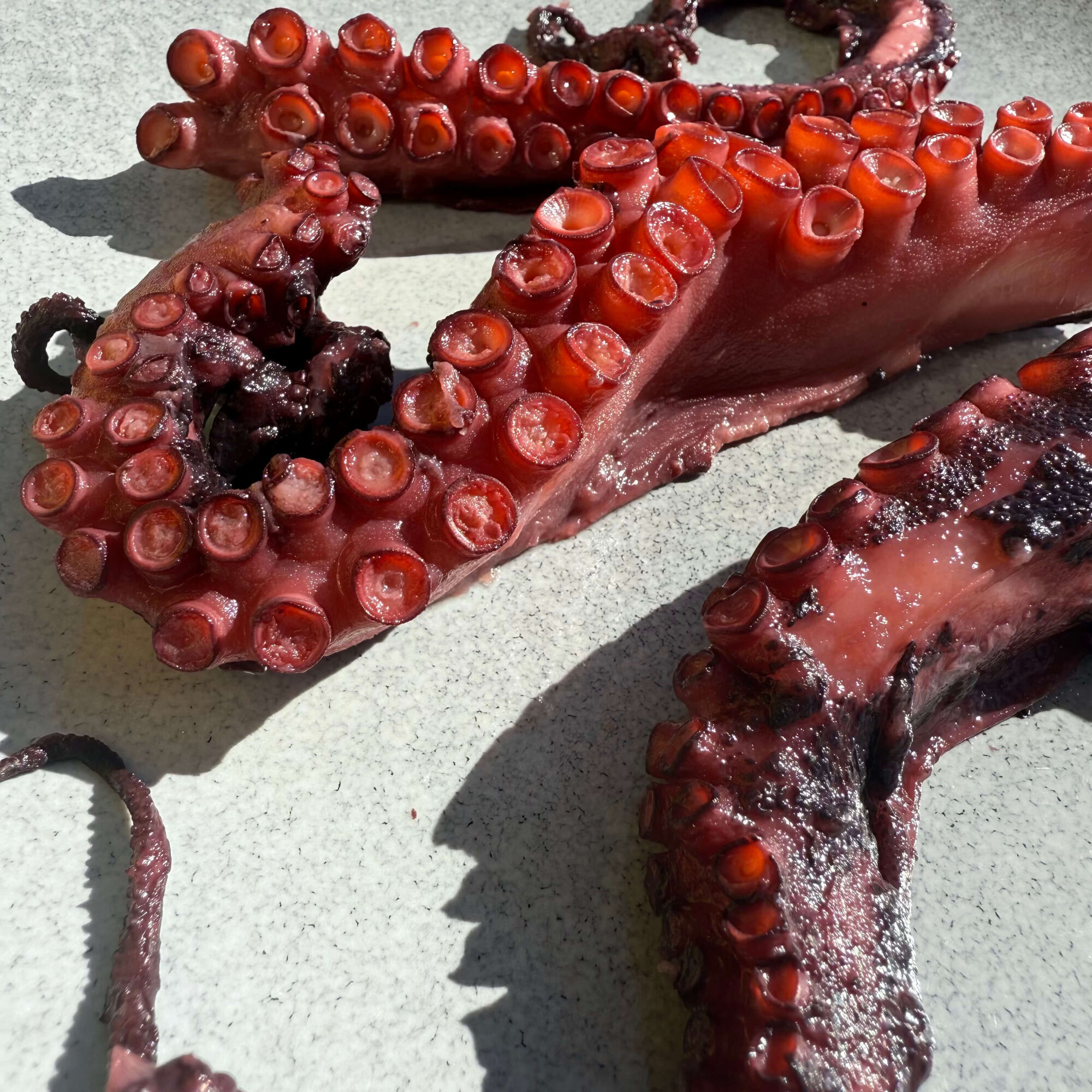 Fremantle Octopus Tentacles (Cooked) 200g